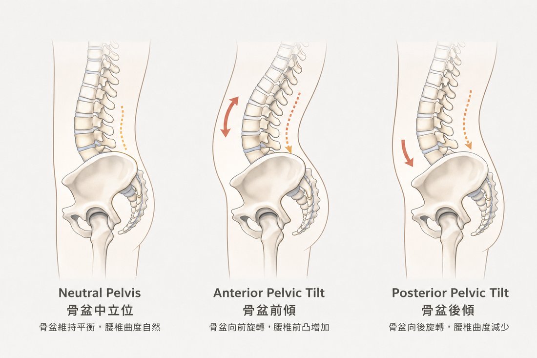 為什麼越坐越累？關鍵在骨盆！3招教你找回「不痠痛」的坐姿