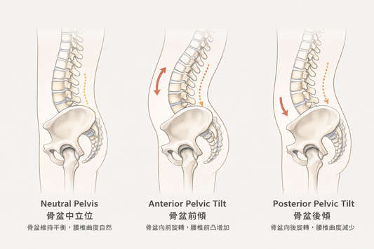 為什麼越坐越累？關鍵在骨盆！3招教你找回「不痠痛」的坐姿